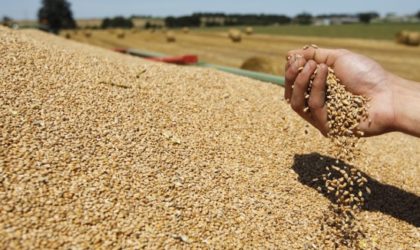 L’Algérie vient d’acheter près de 500 000 tonnes de blé