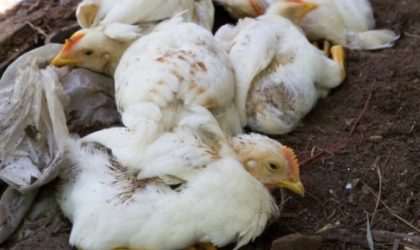 Oiseaux morts de la grippe aviaire : psychose à Ghardaïa