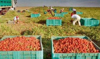 Tomate industrielle à Chlef : surplus de production et manque d’unités de transformation