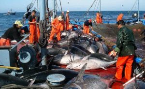 pêche de thon rouge en Algérie