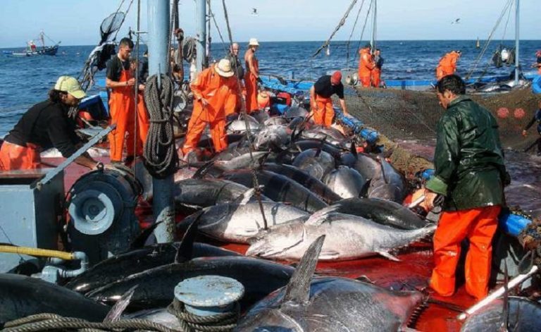 pêche de thon rouge en Algérie