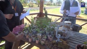 Plantes