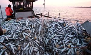 sardines