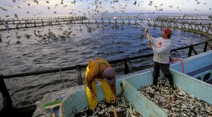 aquaculture