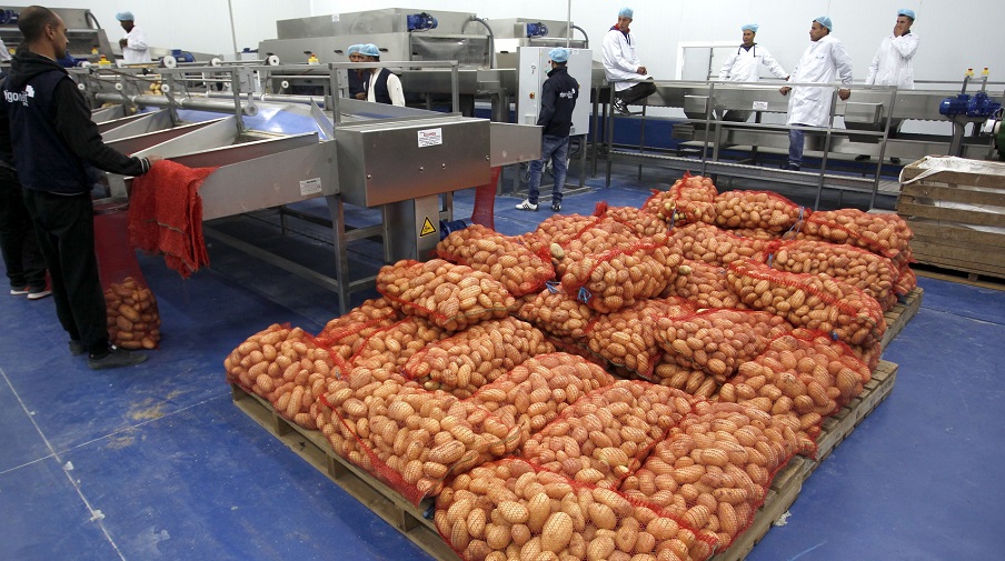 Pomme de terre Algérie pesticides