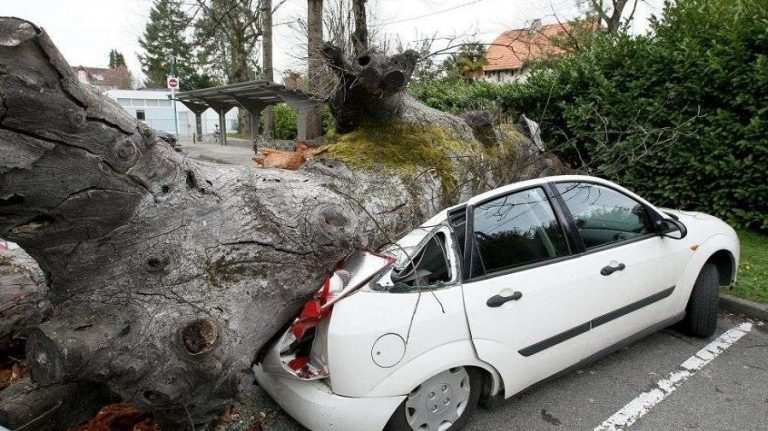 arbre voiture écrasée telemly