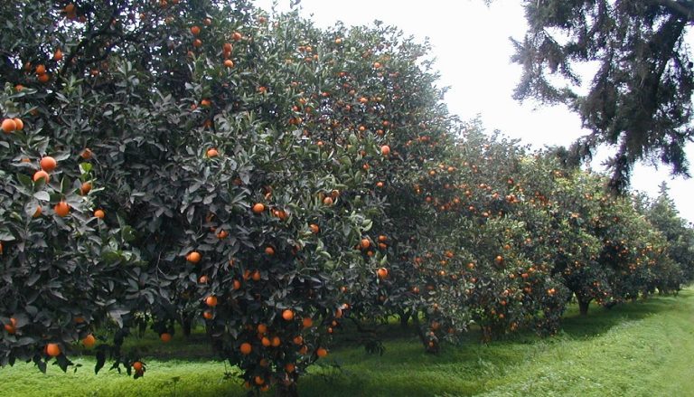 arrosage agrumes eaux usées