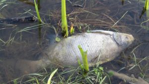 poisson mort barrage Guelma
