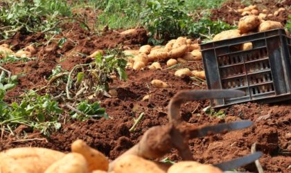 Souk Ahras : six cas d’irrigation de récoltes agricoles aux eaux usées