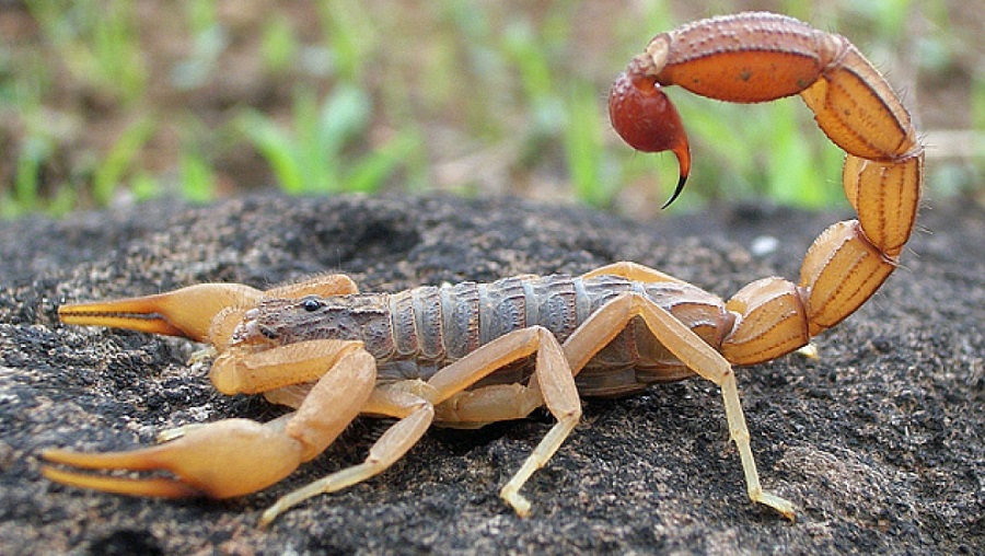 scorpion Réseau