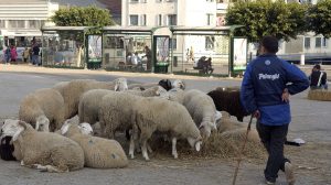 fièvre, mouton