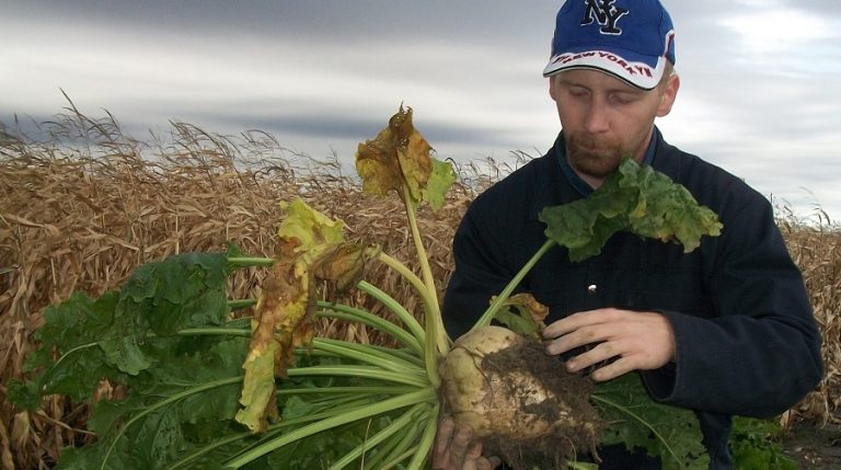 bettrave betterave à sucre