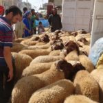 moutons Maroc