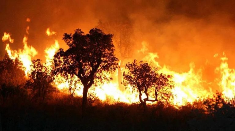 Tiapaza incendies de forêts