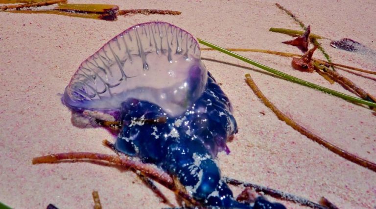 méduse mortelle Algérie