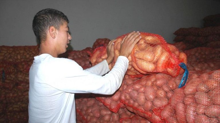 Usine de conditionnement de pomme de terre dans la wilaya d'El-Oued. New Press