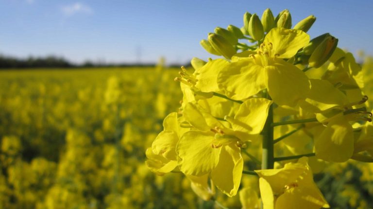 colza oléagineux Timimoun