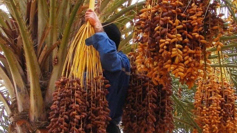 dattes algériennes promotion