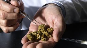 cannabis Ghana