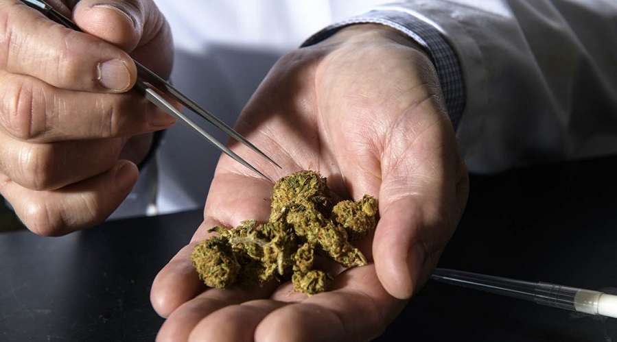cannabis Ghana