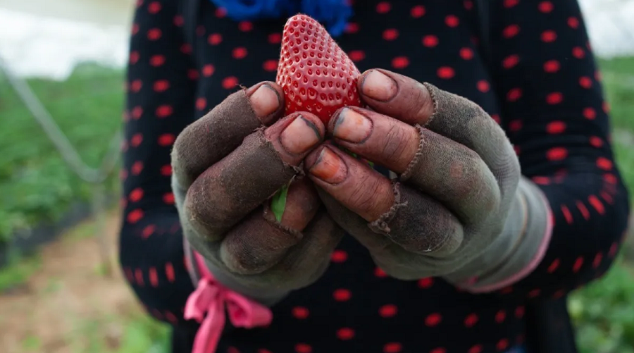 fraise Maroc Espagne