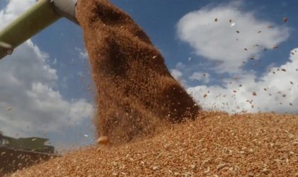 La production de blé dur a permis d’assurer 1,2 milliard de dollars au profit du Trésor