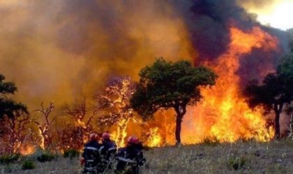 Feux de forêt à Tizi Ouzou : la thèse criminelle se précise