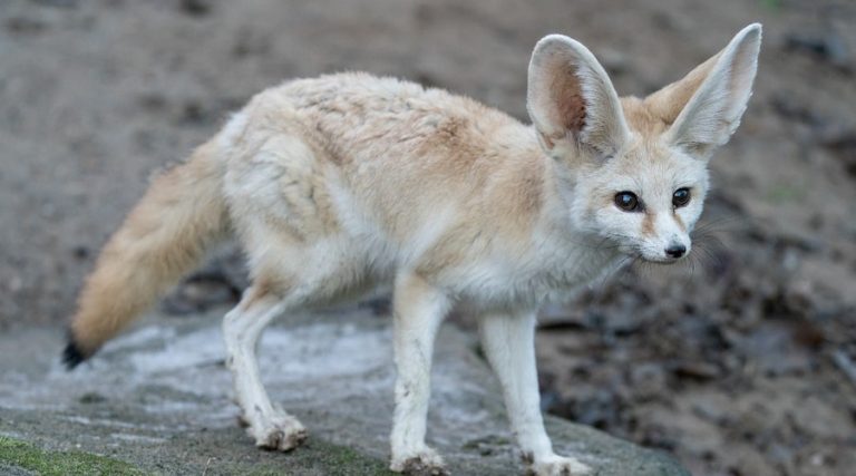 fennecs récup