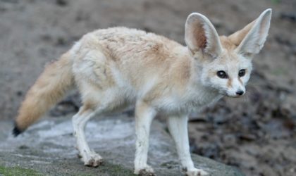 Skikda : 5 fennecs acquis d’une manière illégale à Collo récupérés