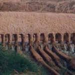 irrigation palmeraie la Vallée de M'Zab