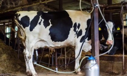 Production de lait en poudre : le projet algéro-qatari Baladna en route