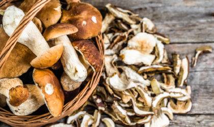 Quels sont les meilleurs champignons pour la santé ?