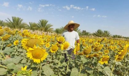 Cultures stratégiques au sud du pays : le couloir vert draine d’importants investissements étrangers