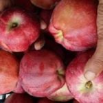 pomme vente marché gros