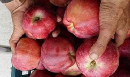 Commerce : vente directe de la pomme aux détaillants pour contrer la hausse des prix