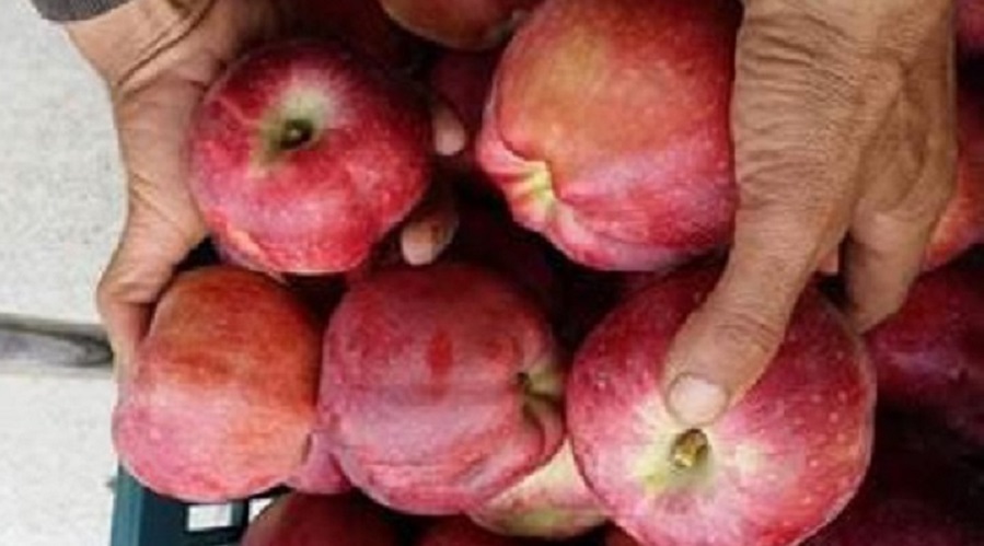 pomme vente marché gros