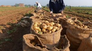 pomme de terre pesticides Russie