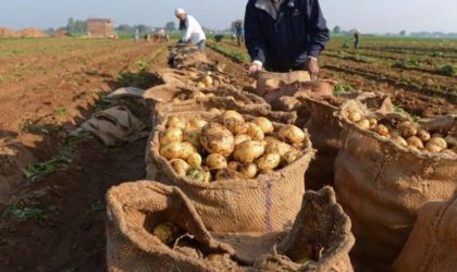 Pommes de terre : comment atteindre la sécurité alimentaire