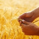 agriculture Algérie sécurité alimentaire