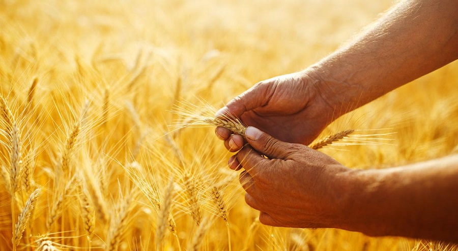 agriculture Algérie sécurité alimentaire