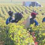 The Guardian vignobles français