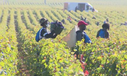 France : les vendangeurs étrangers soumis à des conditions inhumaines