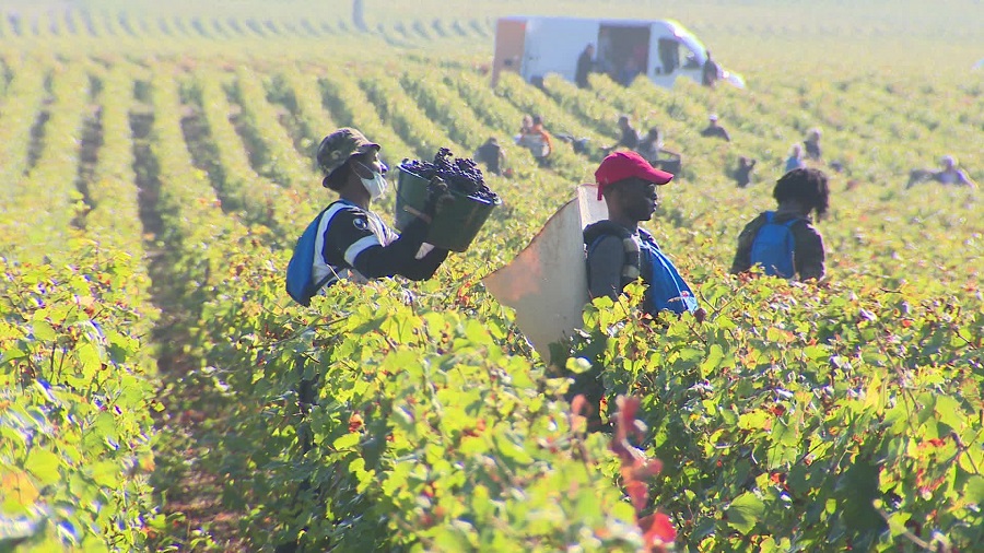 The Guardian vignobles français