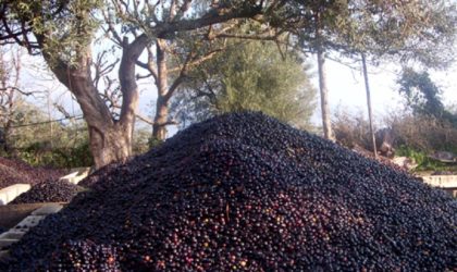 Bouira : sept wilayas participent à la 1ère Fête régionale de l’huile d’olive