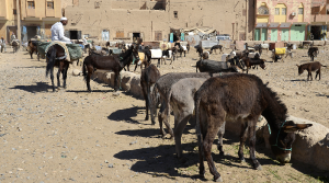 Maroc ânes