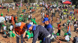 plantation d'arbres