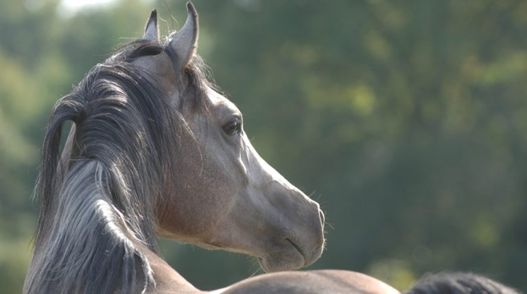 Pur-sang arabe : Blida accueille vendredi et samedi le concours national du cheval