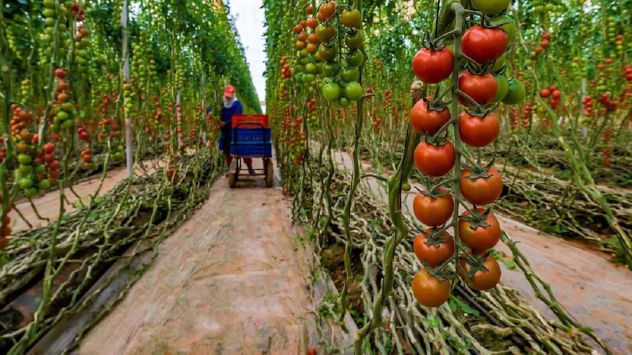 Nouvel accord illégal entre l’UE et le Maroc : les agriculteurs espagnols dénoncent   