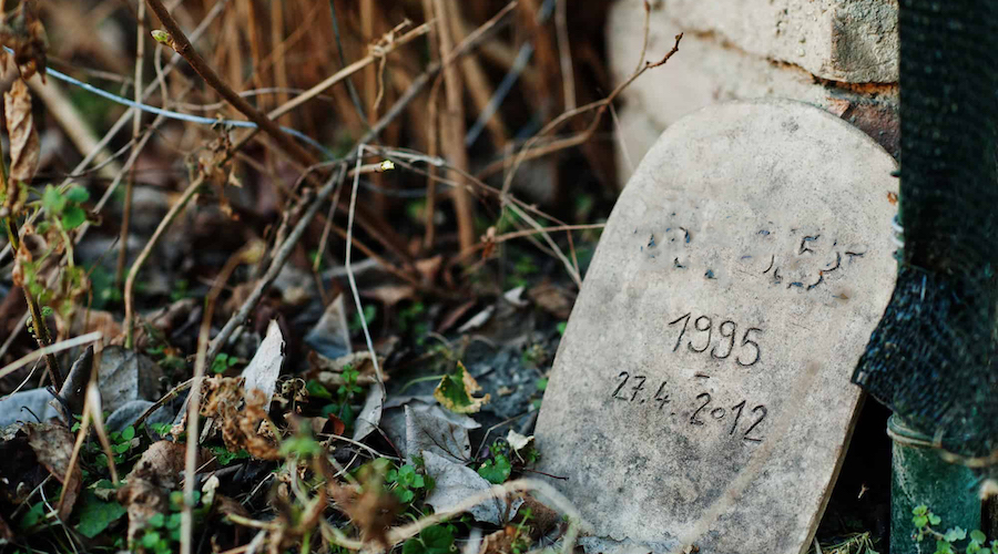 Adieu l’ami de Nadim : une élégie poignante pour un chat  