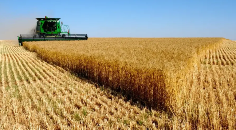 Céréales : l’Algérie, 2e producteur de l’orge dans le monde arabe et en Afrique